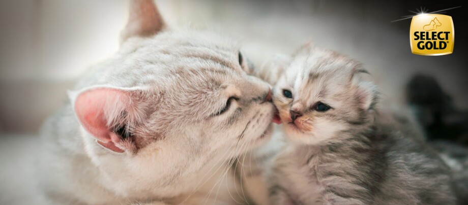 Select Gold Markenshop Katze Tierwelt