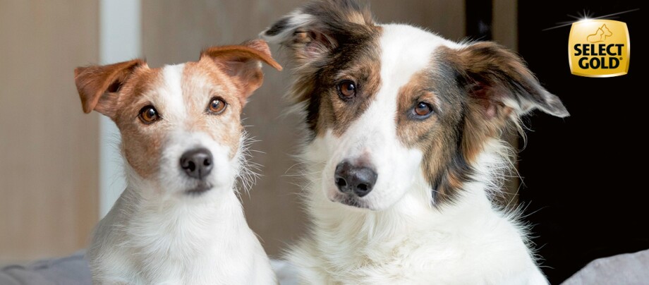 Select Gold Markenshop Hund Tierwelt