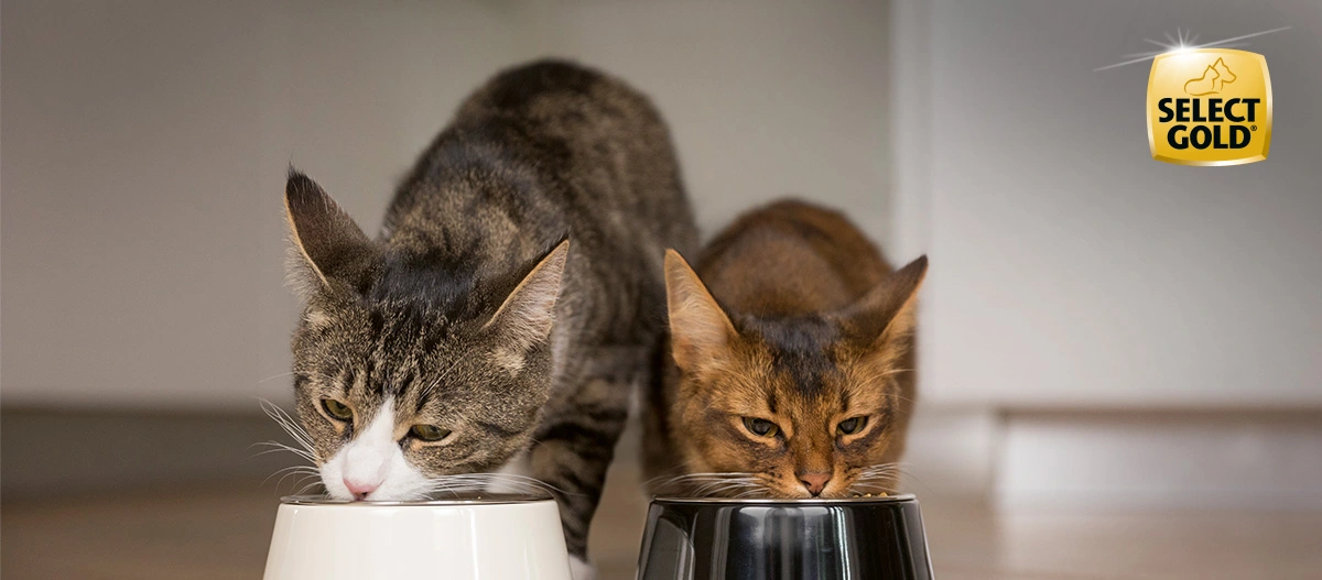 SELECT GOLD für Katzen