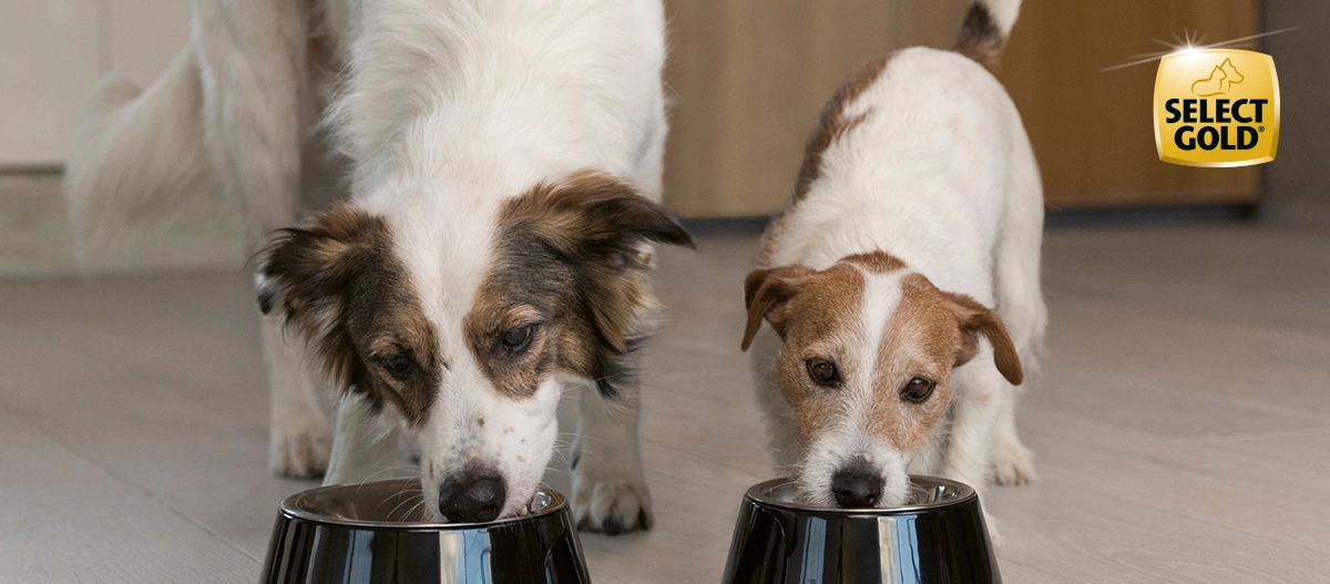 SELECT GOLD für Hunde