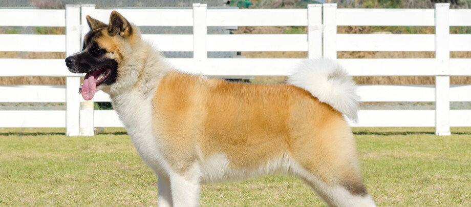 Seitenprofil eines American Akita Hundes vor einem weiĂen Zaun Seitenprofil eines American Akita Hundes vor einem weiĂen Zaun