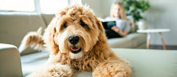 Golden Doodle Hund liegt auf der Couch