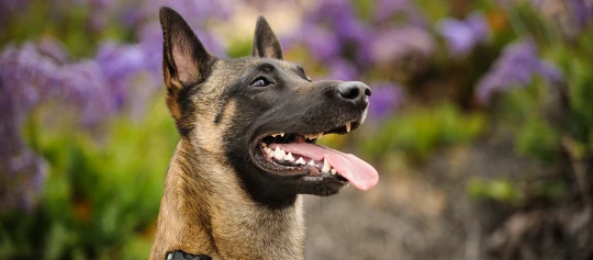 Eine Nahaufnahme eine Malinois.