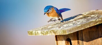 Ein Vogel fliegt zum Nistkasten
