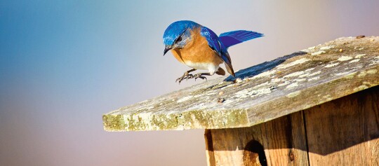 Ein Vogel fliegt zum Nistkasten