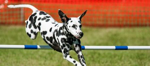 Ein Dalmatiner springt über ein Hindernis des Agility-Parcours