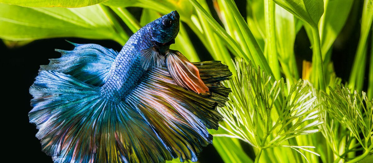 Eine Nahaufnahme eines Siamnesischen Kampffisches.