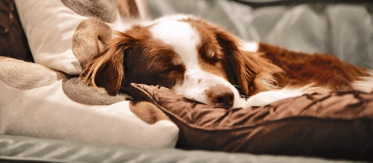 Ein Hund schläft auf einem Kissen