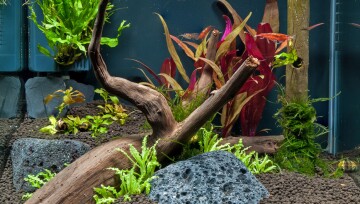 Aquarium mit Dekoration