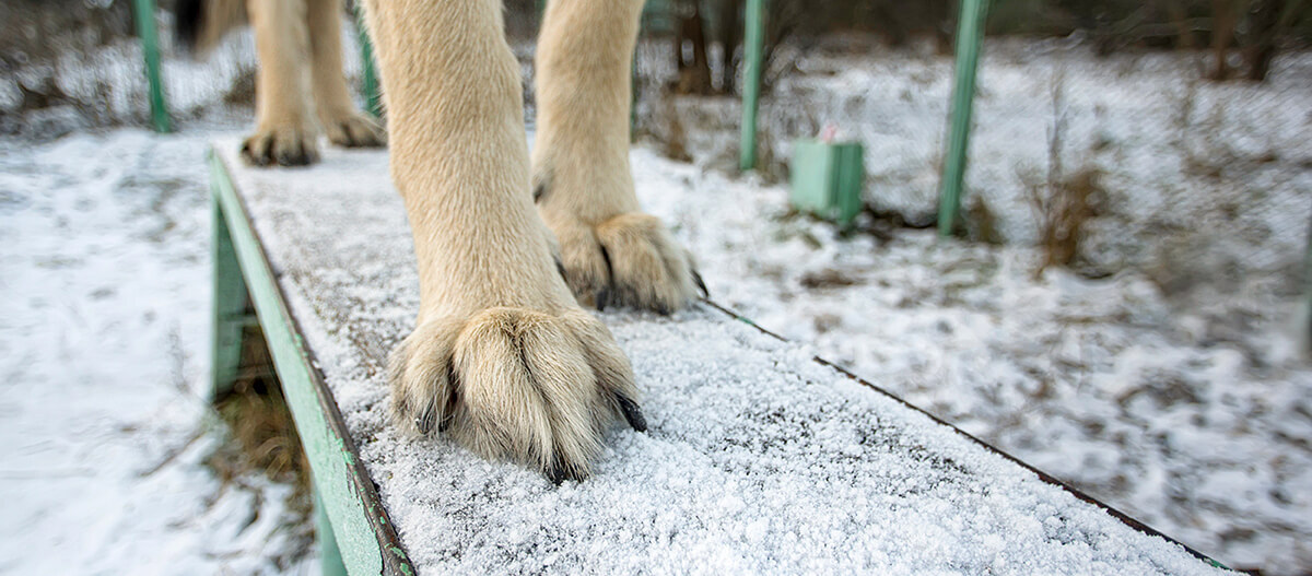 smaller_01_0620_Online_Titelthema_Hundehobbys_Bild2_1200x527px Ein Hund steht auf einer Bank die mit Schnee bedeckt ist.
