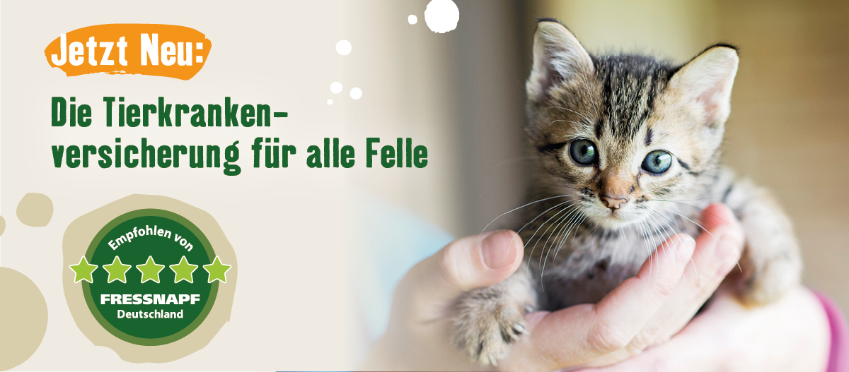 Tierkrankenversicherung Kitten