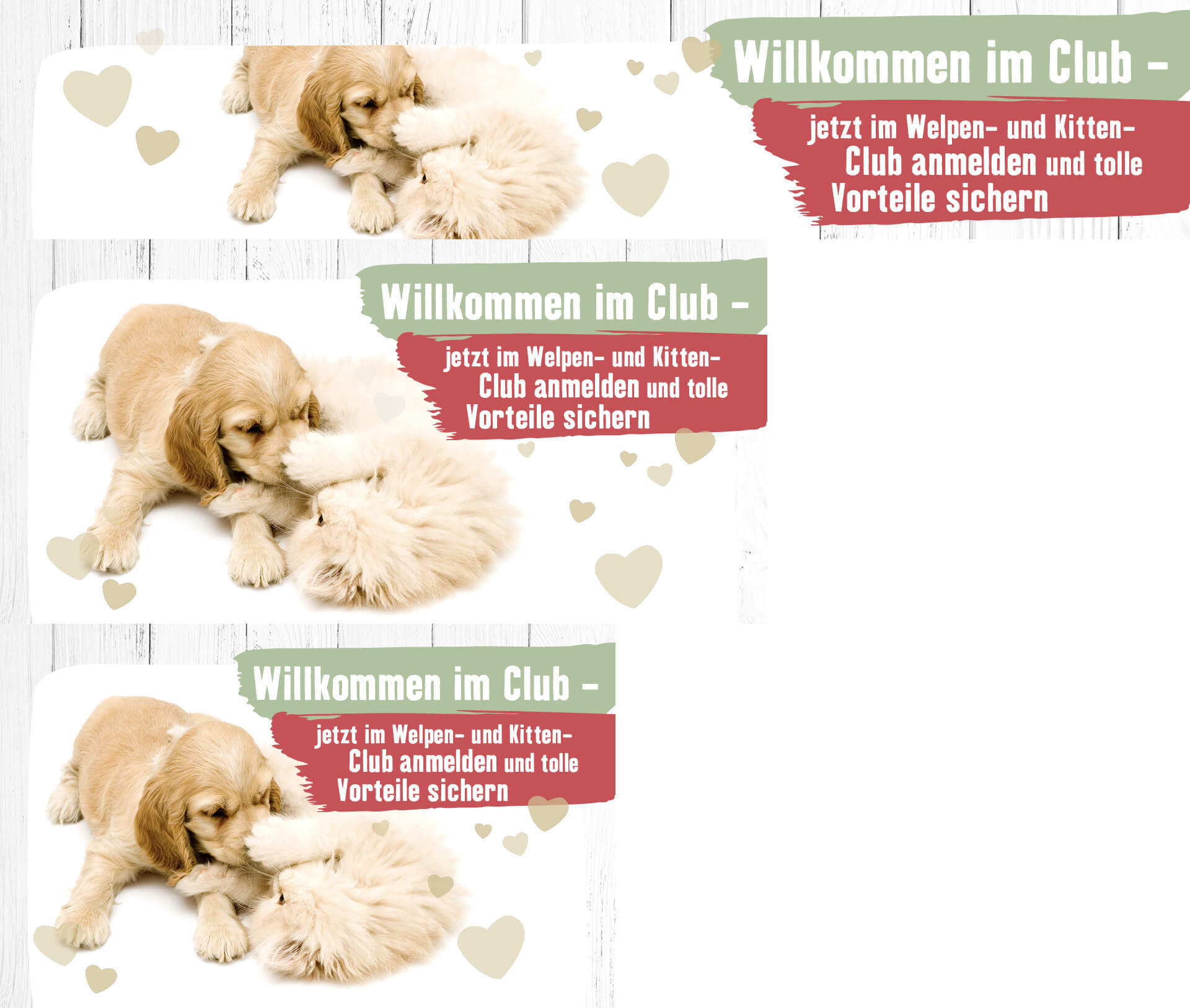 DE_KW13_Puppy-Kitten-Club_SG_OS.PLP_1 Willkommen im Club - jetzt im Welpen- und Kitten-Club anmelden und Vorteile sichern