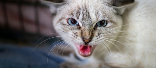 Eine fauchende Katze.