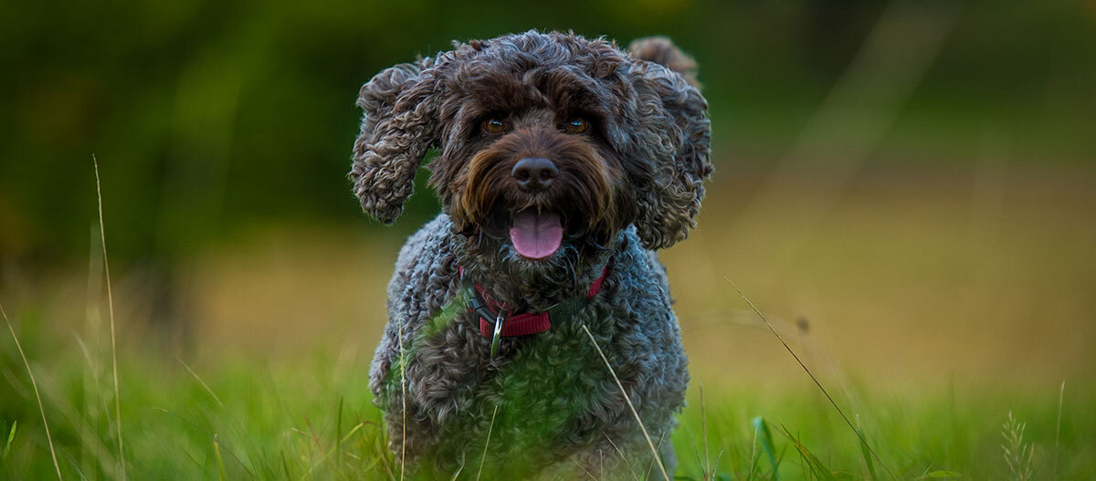 Ein Cockapoo läuft über eine Wiese Ein Cockapoo läuft über eine Wiese