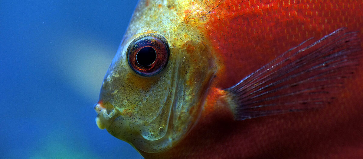 Nahaufnahme eines Diskusfischs