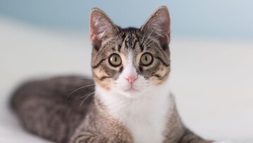 Eine Katze schaut direkt in die Kamera