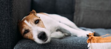 Ein Terrier liegt auf einem dunkelgrauen Sofa