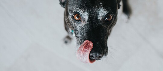 Ein Hund schleckt sich über die Schnauze