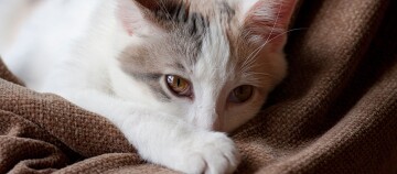 Eine Katze liegt auf der Decke