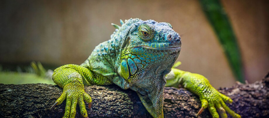 Ein grüner Leguan Ein grüner Leguan