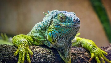 Ein grüner Leguan Ein grüner Leguan