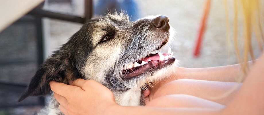 Eine Frau krault einen Hund hinter den Ohren Eine Frau krault einen Hund hinter den Ohren