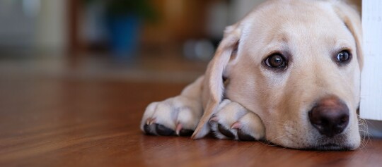 Ein Hund schaut traurig um die Ecke