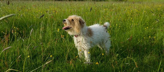 Ein Hund steht in Mitten einer Wiese