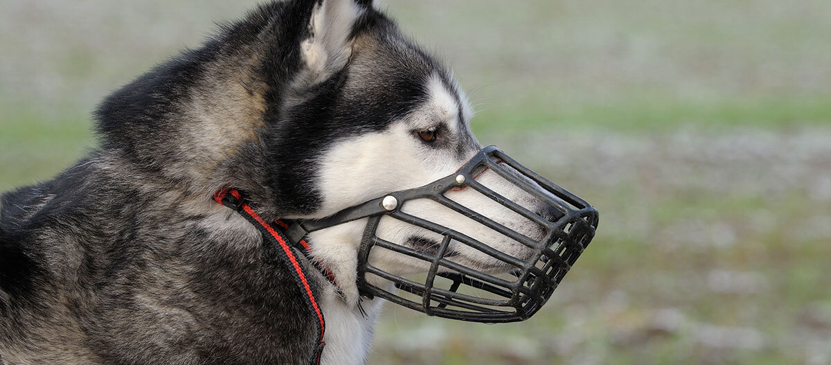 Ein Hund mit Maulkorb Ein Hund mit Maulkorb