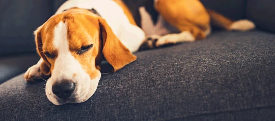 Ein Hund schläft auf dem Sofa