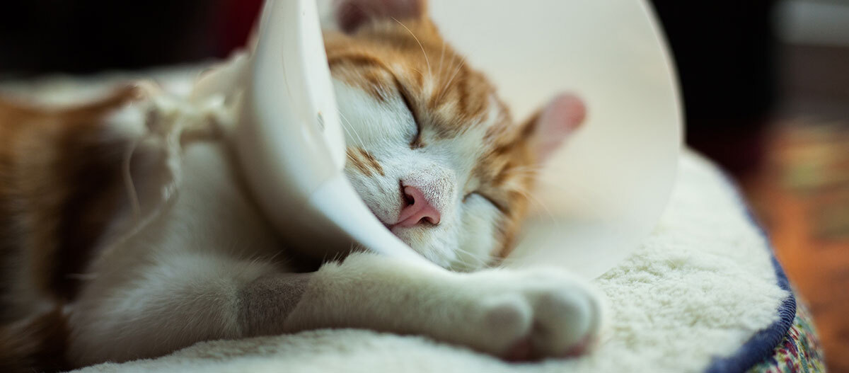 Eine Katze mit Halskrause Eine Katze mit Halskrause