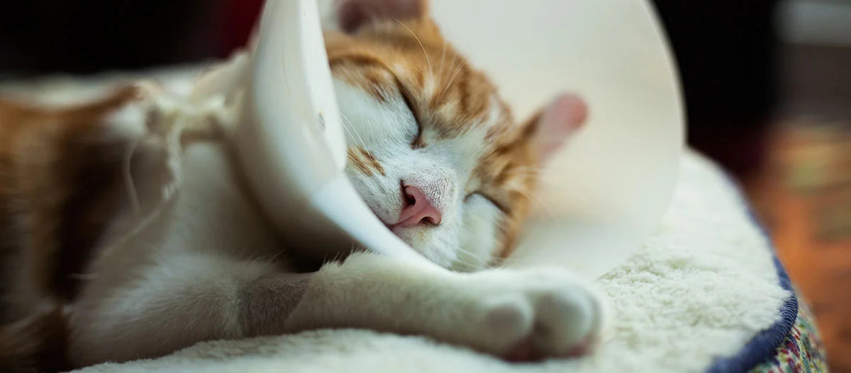 Eine Katze mit Halskrause