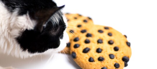 Eine Katze schnuppert an einem Cookie