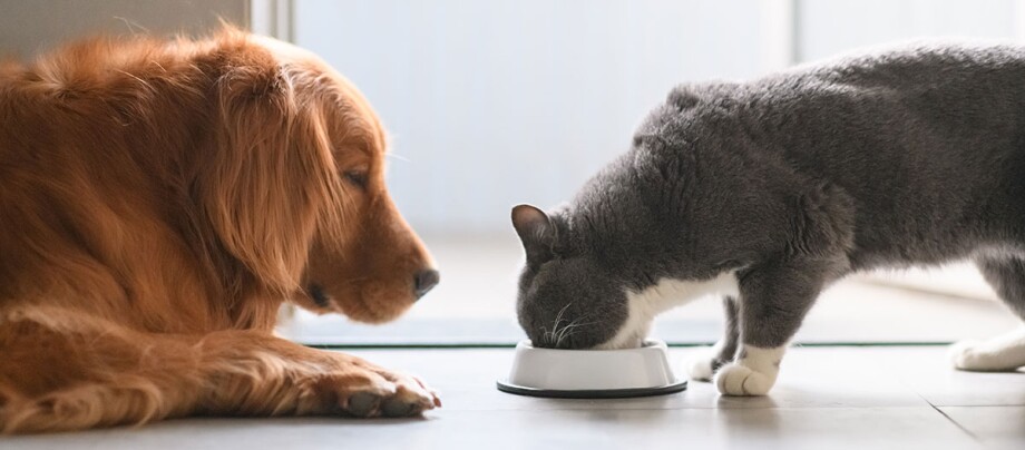 Ein Katze frisst und ein Hund schaut ihr zu Ein Katze frisst und ein Hund schaut ihr zu