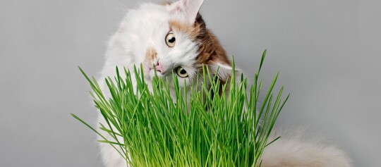 Eine Katze schnuppert am Katzengras
