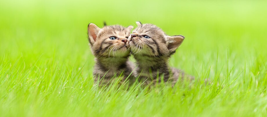 Zwei Kitten sitzen auf der Wiese Zwei Kitten sitzen auf der Wiese