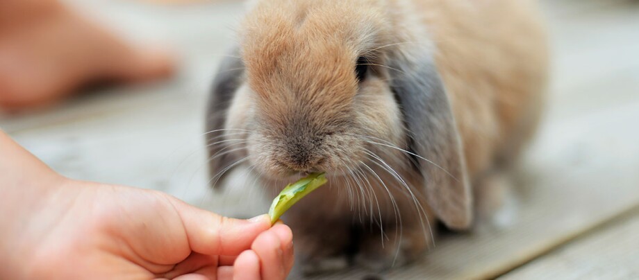 kninchen_frisst_nicht_1200x527 Ein Kaninchen frisst ein Blatt