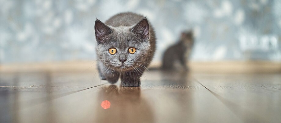 Katze Laserpointer Eine Katze schleicht sich an einen Laserpointer-Punkt