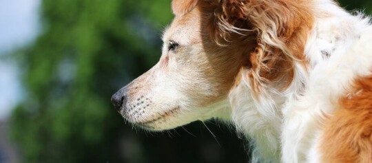 Kromfohrländer Rasseportrait