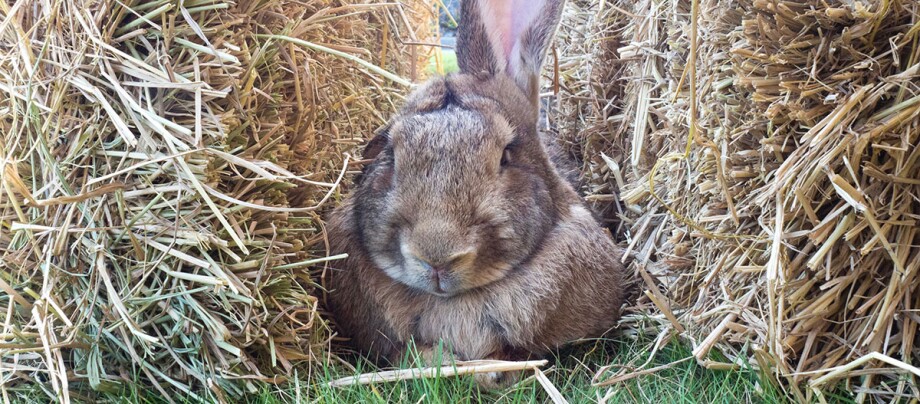 Ein Riesenkaninchen zwischen Heuballen Ein Riesenkaninchen zwischen Heuballen