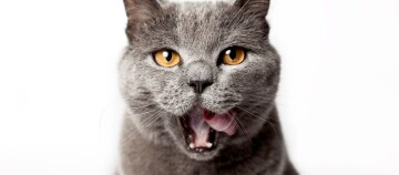 Eine Katze schleckt ich über das Maul