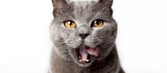 Eine Katze schleckt ich über das Maul