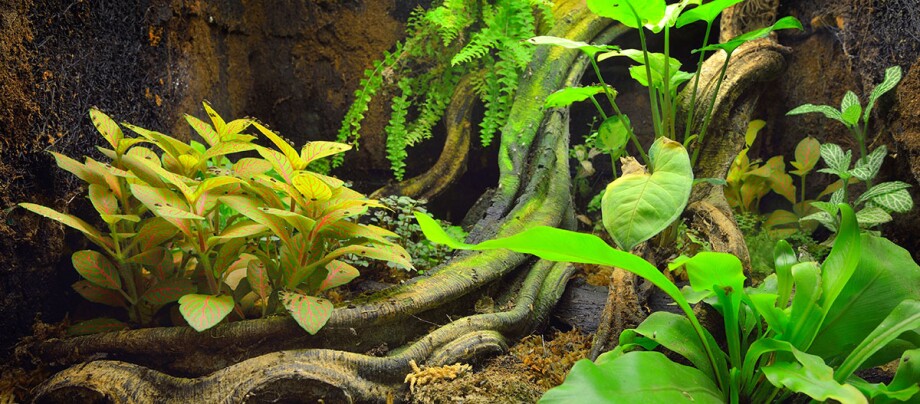 Innenblick auf Terrarium Innenblick auf Terrarium