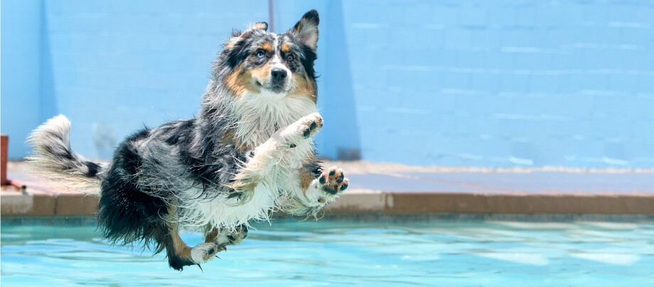 0421_Online_RATGEBER_14 Ein Hund springt in den Pool
