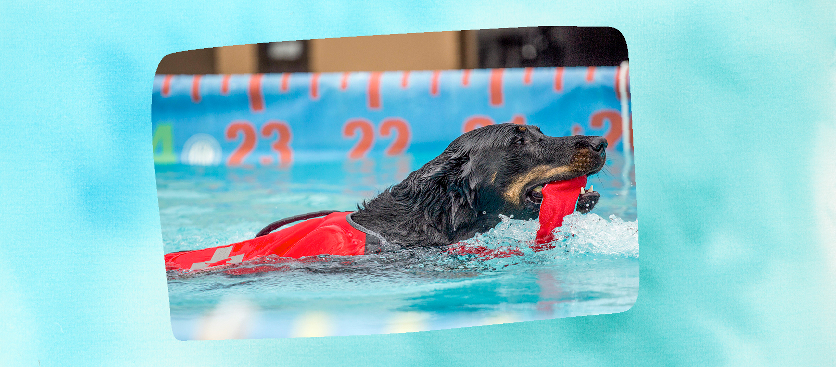 0421_Online_RATGEBER_15 Ein Hund beim Dog Diving