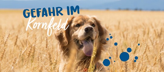 Hund sitzt im Kornfeld