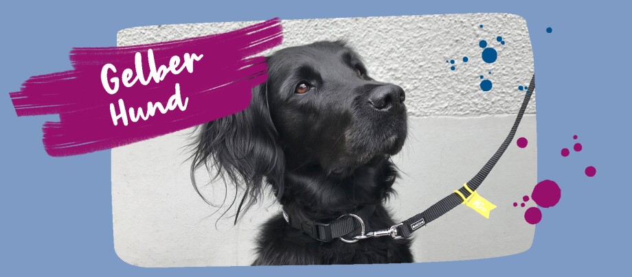 0421_Online_RATGEBER_7 Hund an der Leine