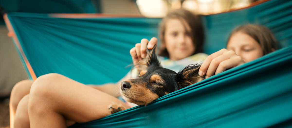 Hund und zwei kinder liegen in Hängematte Hund und zwei kinder liegen in Hängematte