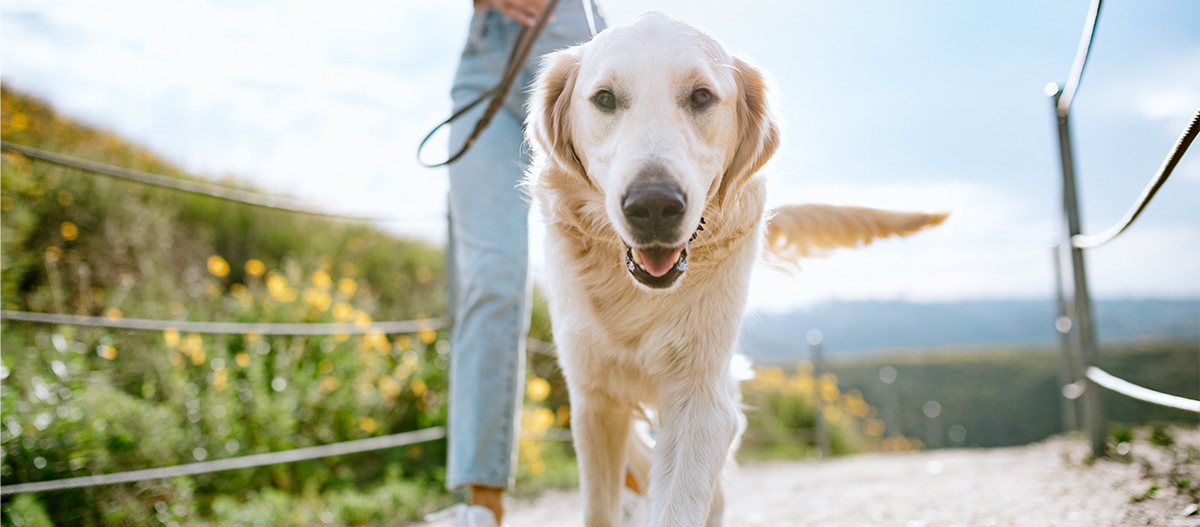 Frau geht mit Hund an Leine spazieren Frau geht mit Hund an Leine spazieren