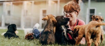 Frau mit vielen Hunden auf der Wiese